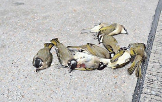 bird hitting glass-birds injury -dead