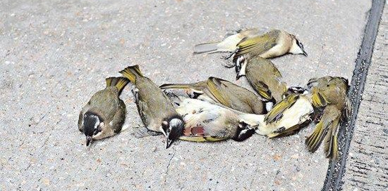 bird hitting glass-birds injury -dead